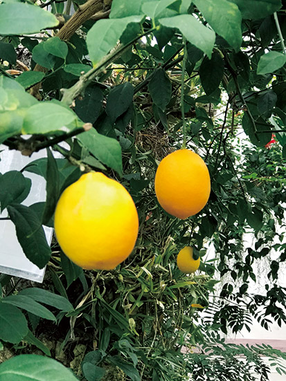 レモンの果実
